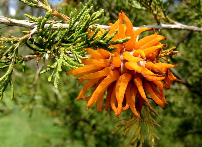 juniper damage by fungus