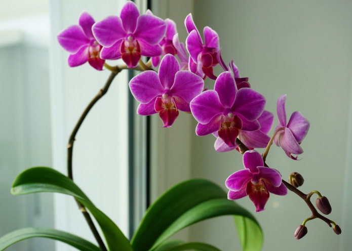 orchid leaves