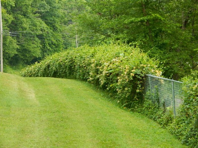 honeysuckle on a chain-link fence