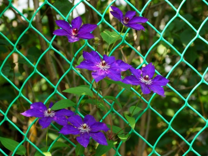 clematis on a chain-link fence