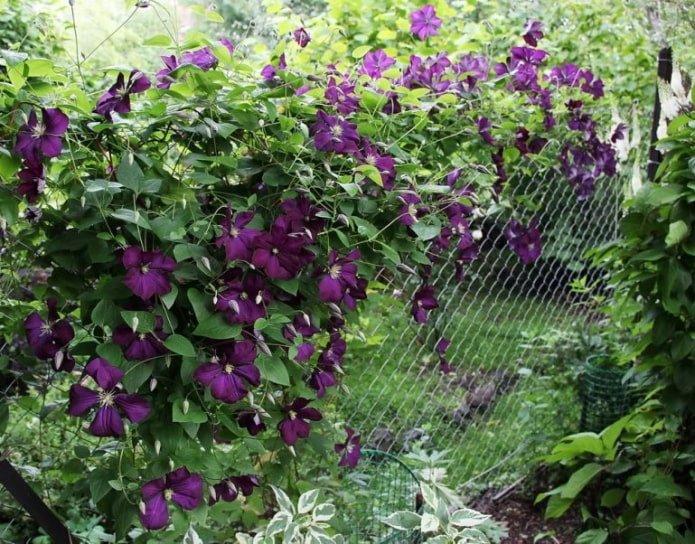 flowers on a chain-link fence