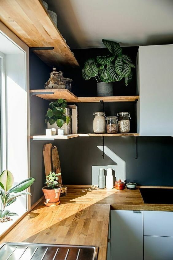 House plant