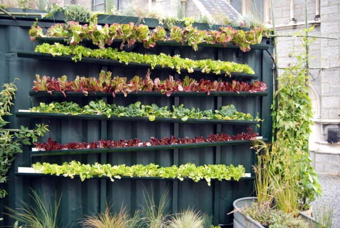Garden and vegetable garden on the fence