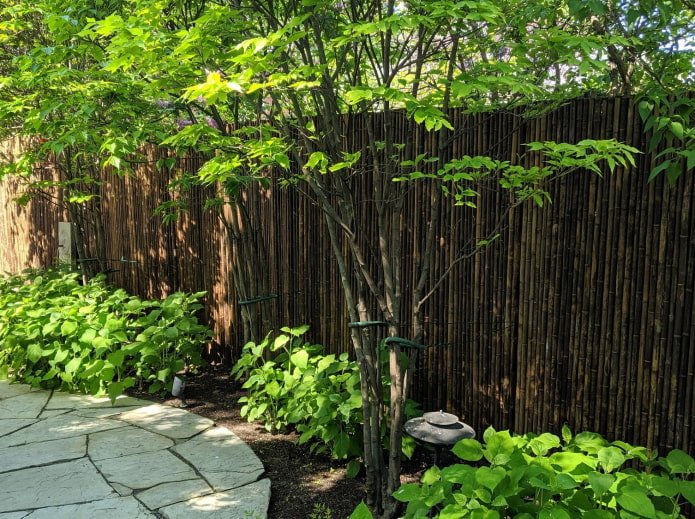 Bamboo