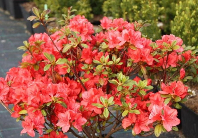 Japanese azalea