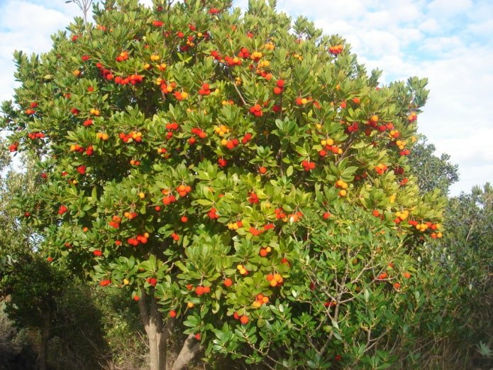 Strawberry tree