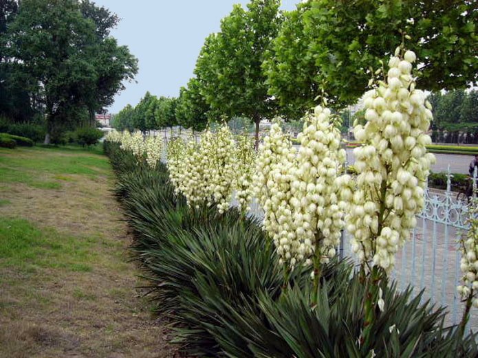 yucca