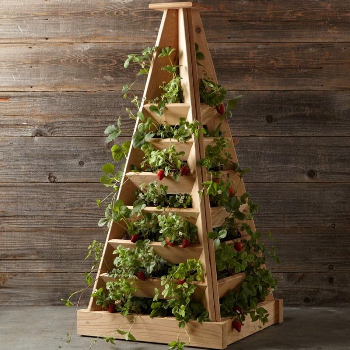 Strawberries in a vertical flowerbed