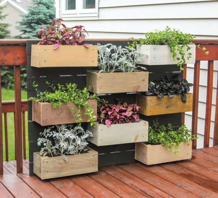 Decorative plants in boxes
