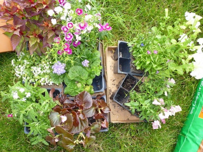 Plants