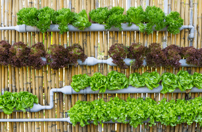 Salad in pipes