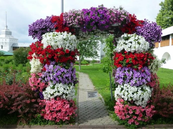 Petunia Arch