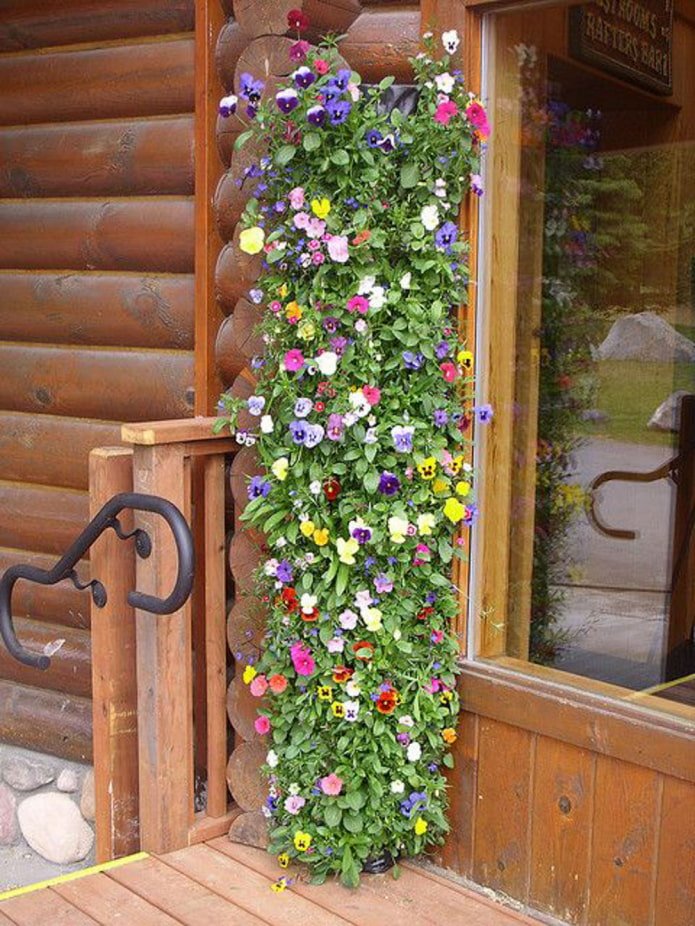 Violets