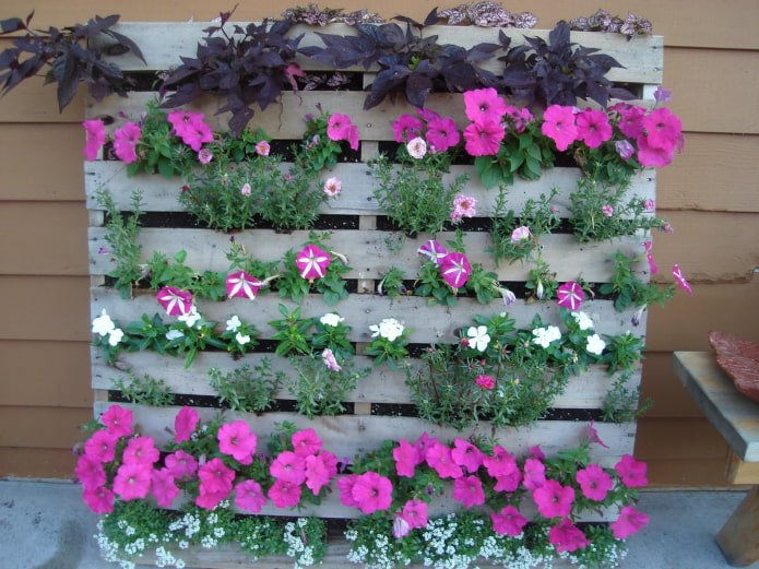 vertical wooden flowerbed for petunias