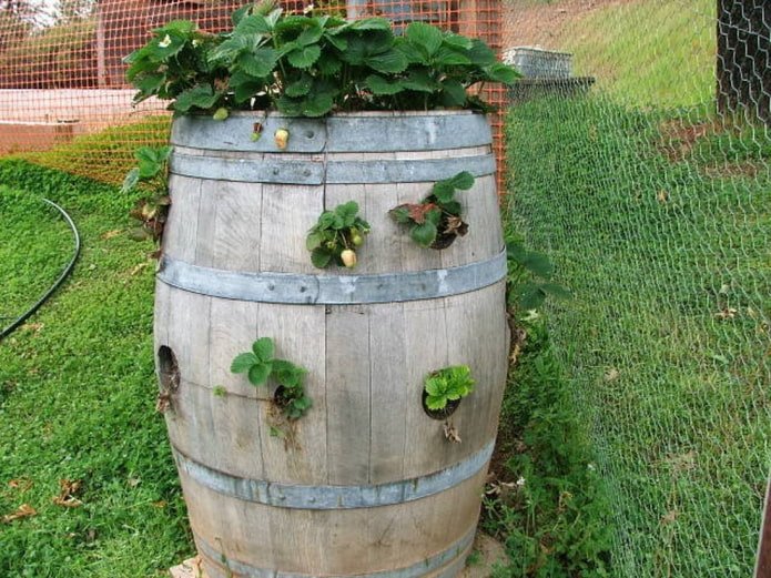 Strawberries in a Barrel
