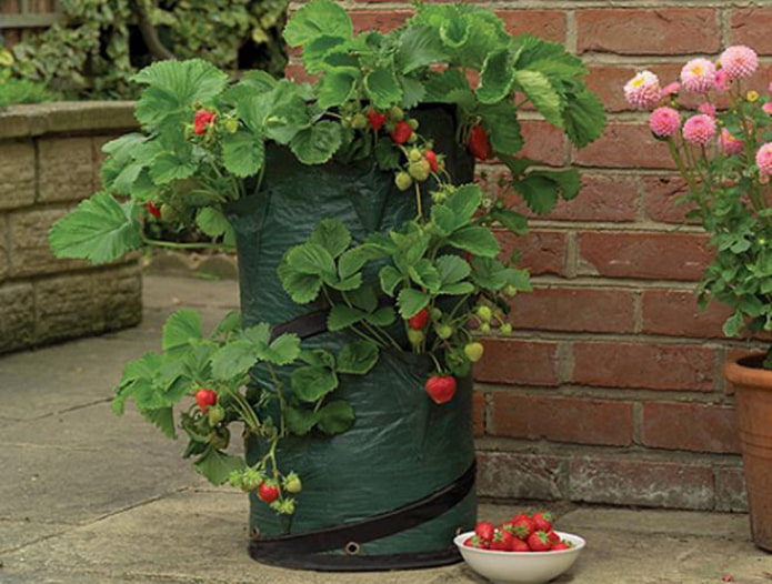 Strawberries in a bag