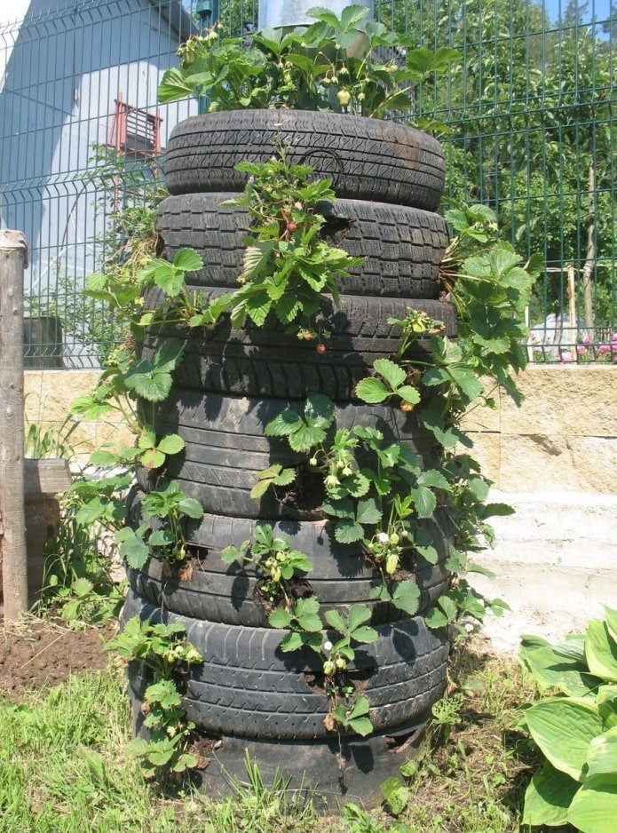 Strawberries in tires