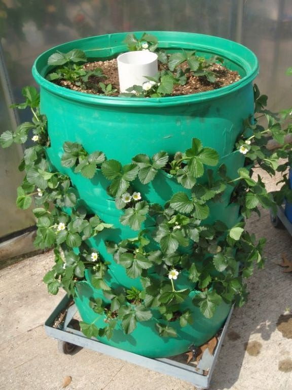 Strawberries in a Barrel