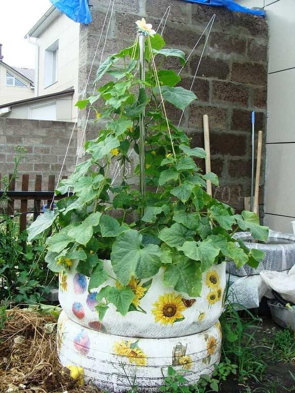 cucumbers in tires