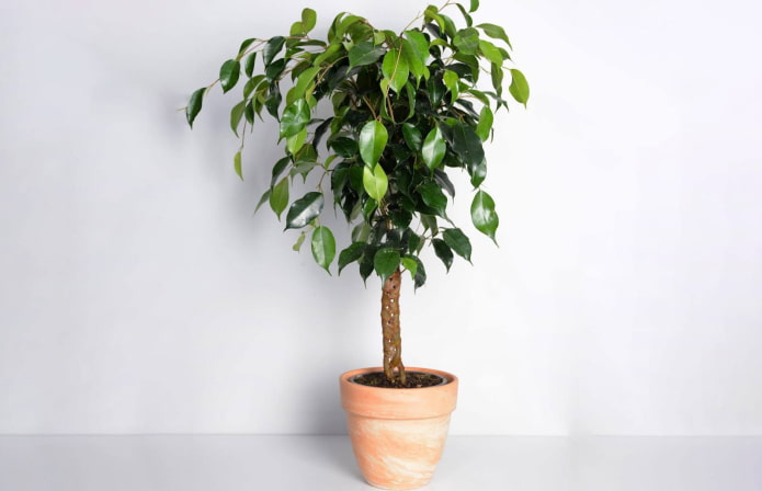 ficus benjamina