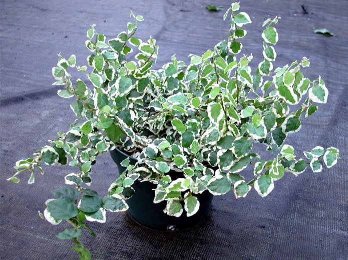 Ficus Pumila