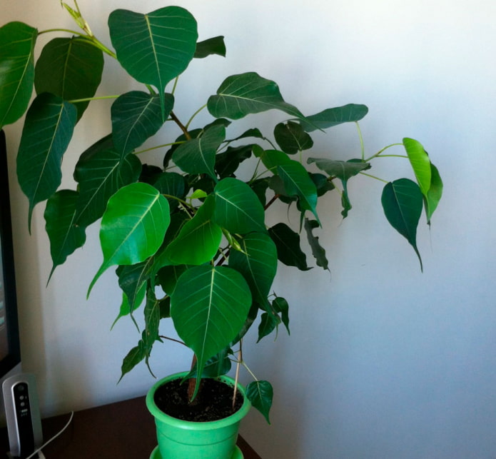religious ficus 