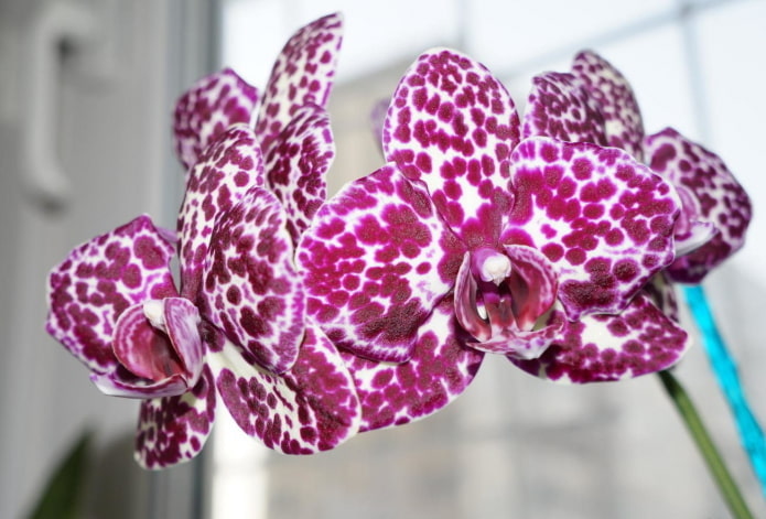 Phalaenopsis orchid