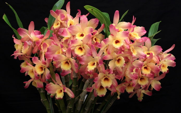 Dendrobium orchid