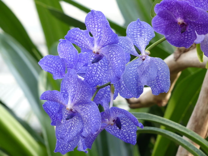 Vanda flowers