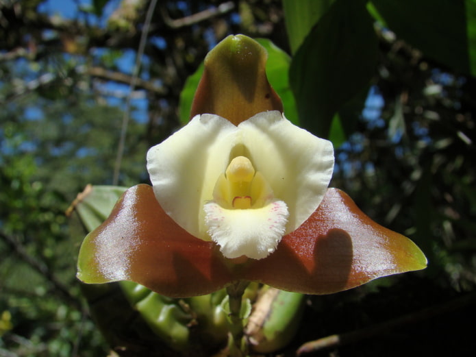 Lycaste orchid