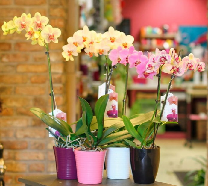 Monopodial orchids