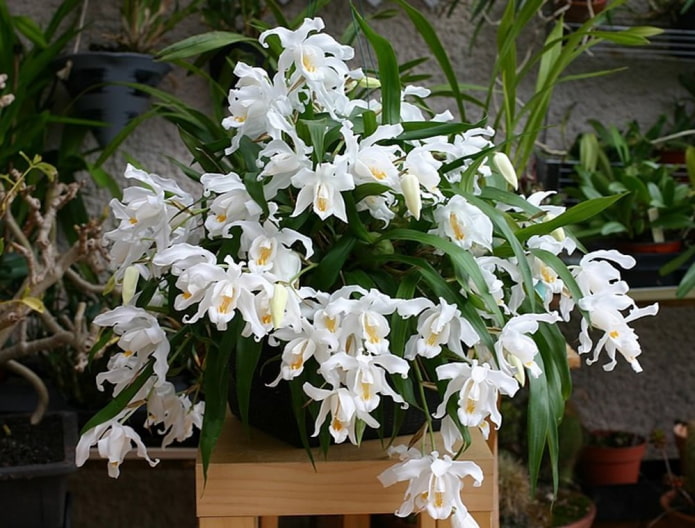 ampelous orchid