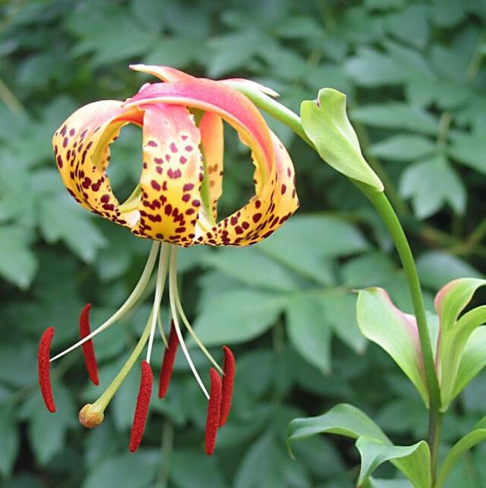 Variegated bud of the Shuksan variety