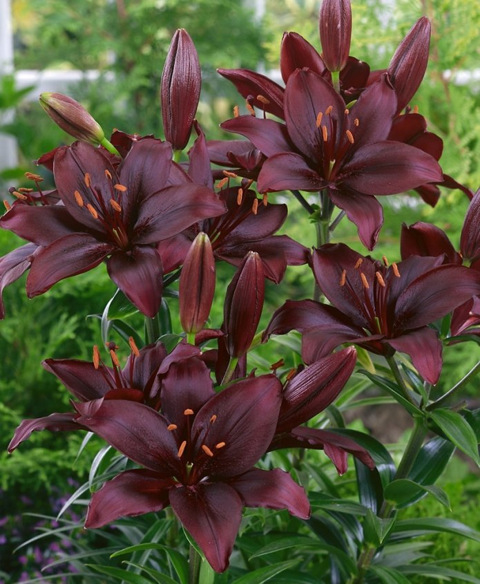 Mapira variety with dark-colored buds