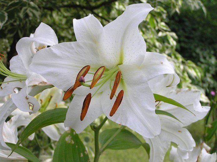 White lily Madonna