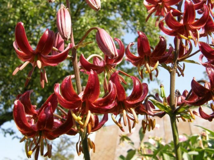 Claude Shride lily