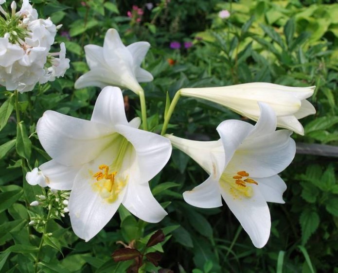Inflorescence of the White Heaven variety