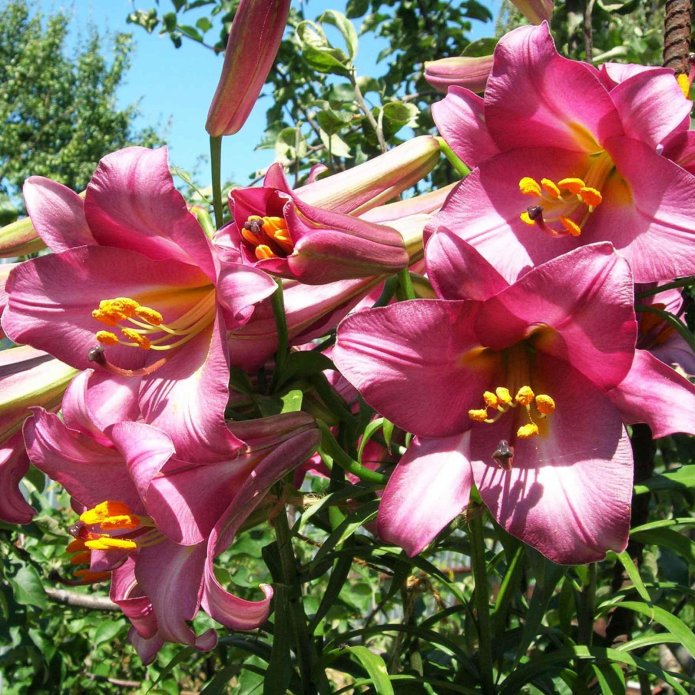 Inflorescence of the Pink Perfection variety