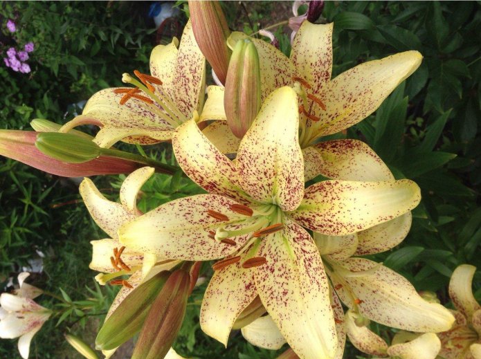 Varied buds of the Suncrest lily