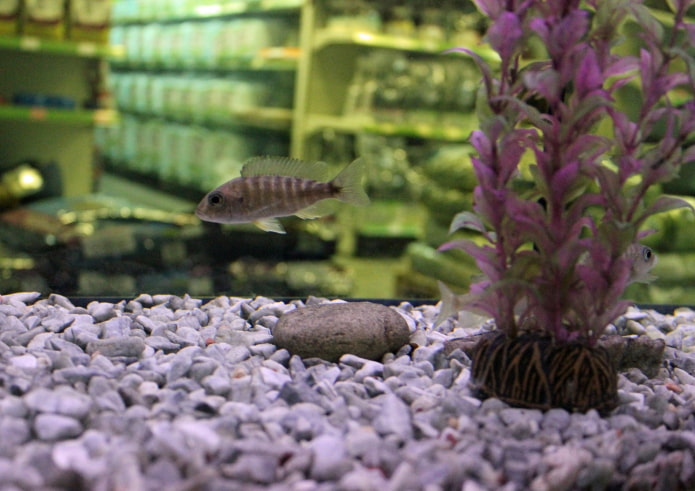 Aquarium crumbs