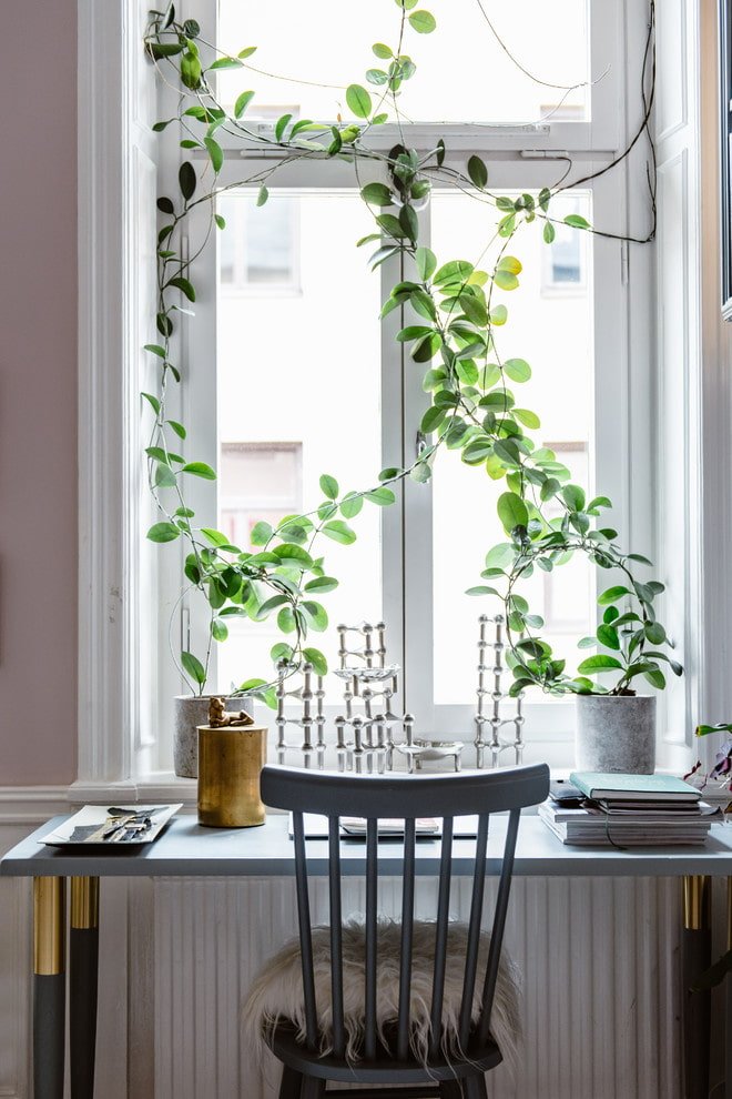 Plants instead of curtains