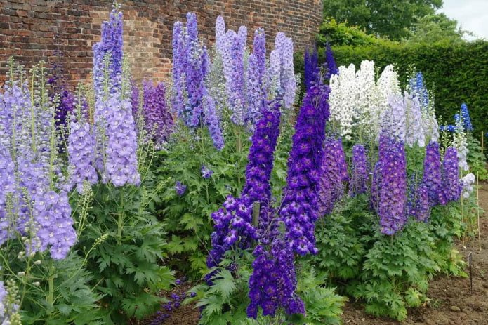 Luxurious delphiniums