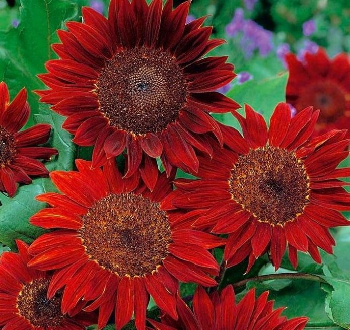 sunflowers