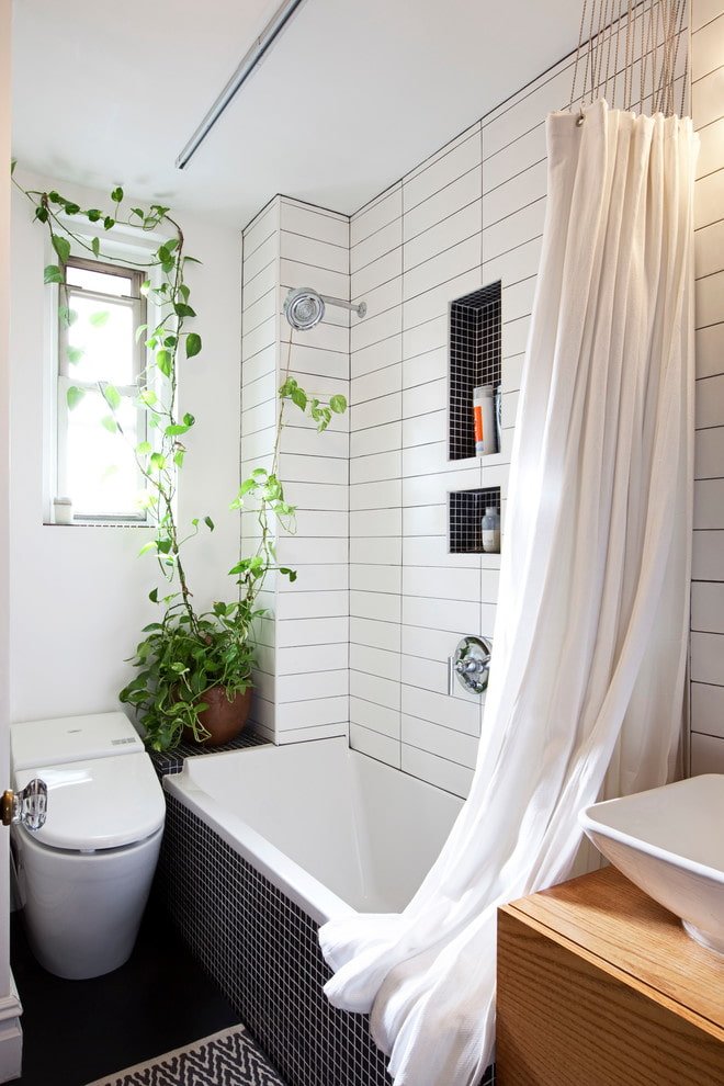 Philodendron in the bathroom