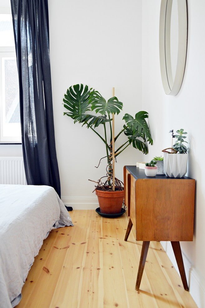 Monstera in the bedroom