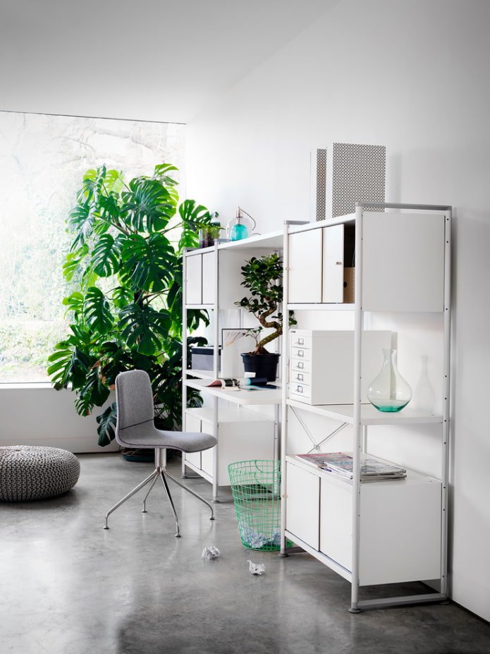 Monstera in the office