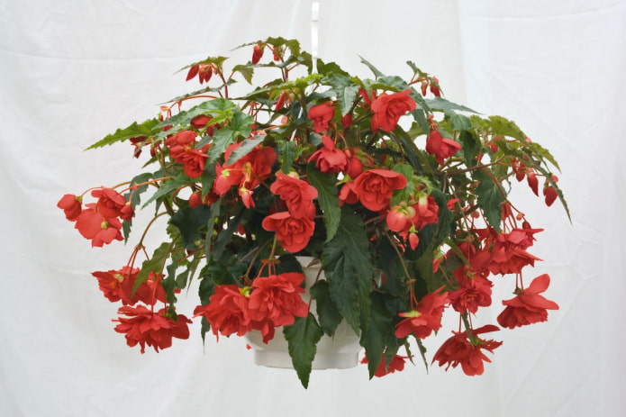 Ampelous begonia
