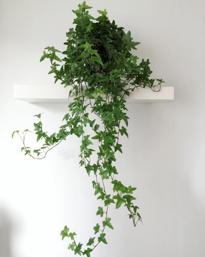 Ivy
