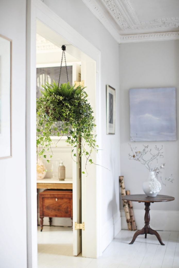 Common ivy in the interior