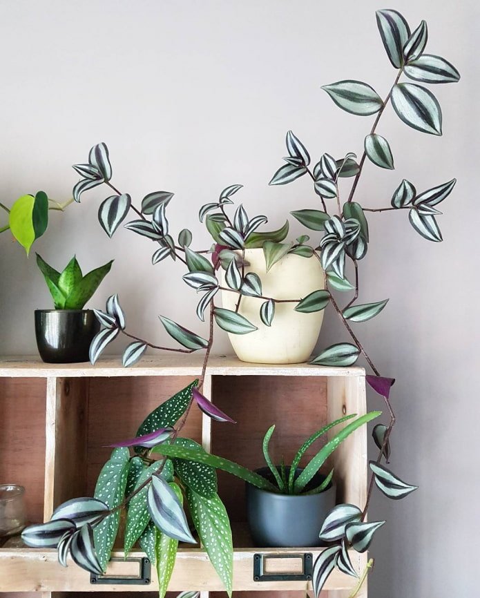Tradescantia on the cabinet